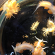 Marine sea slugs from a Japanese vessel that washed ashore in Oregon in April 2015. Image: John Chapman